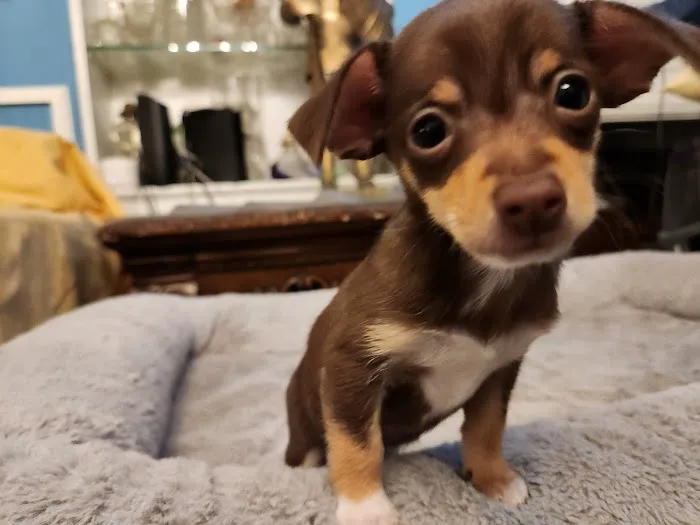 Dillon Animal Hospital Picture 2
