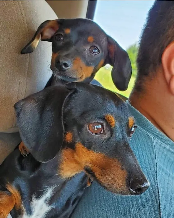 Dillon Animal Hospital Picture 6