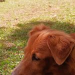 Conway Animal Hospital