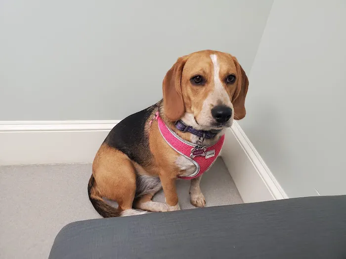 Conway Animal Hospital Picture 7