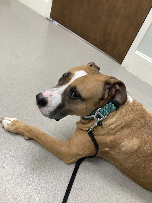 Conway Animal Hospital Picture 6