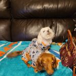 Tri-County Animal Clinic