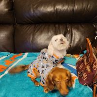 Tri-County Animal Clinic ico