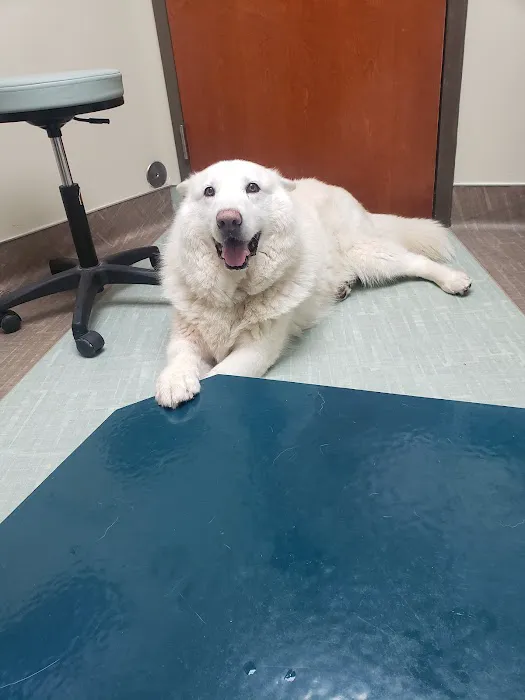 Shallowford Animal Hospital Picture 3
