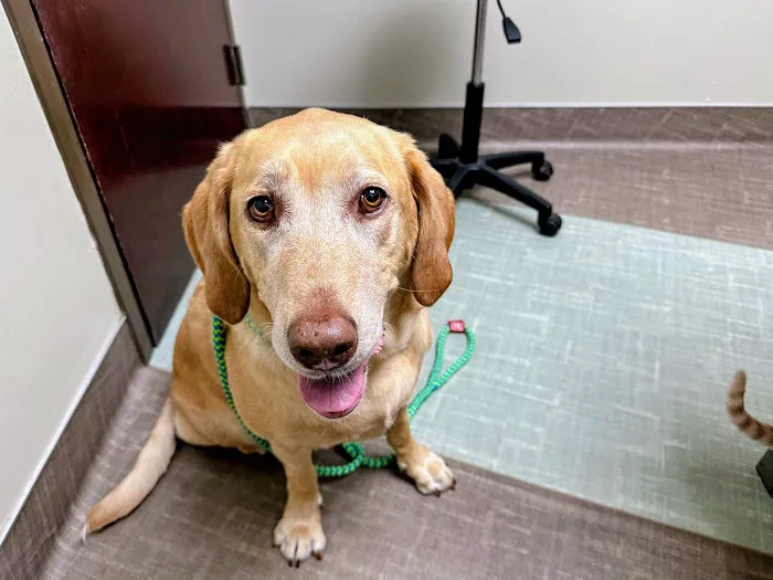 Shallowford Animal Hospital Picture 2