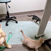 Shallowford Animal Hospital ico