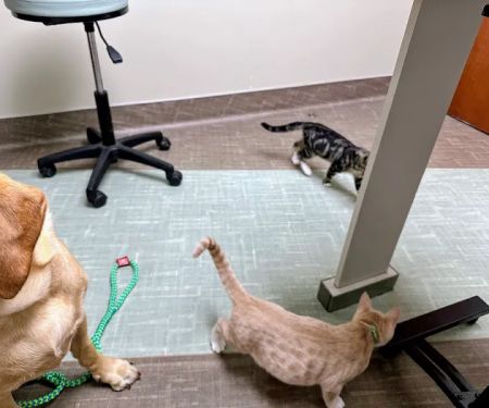 Shallowford Animal Hospital