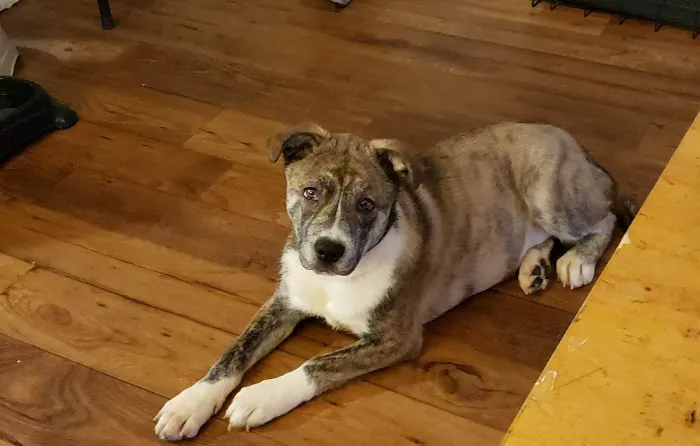 Animal Emergency & Specialty Center of Chattanooga Picture 1