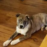 Animal Emergency & Specialty Center of Chattanooga