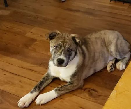 Animal Emergency & Specialty Center of Chattanooga
