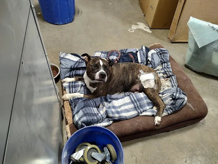 Animal Emergency & Specialty Center of Chattanooga Picture 2