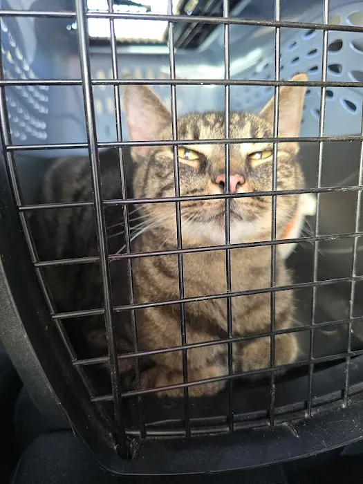Animal Emergency & Specialty Center of Chattanooga Picture 4