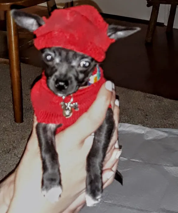 Banfield Pet Hospital Picture 10