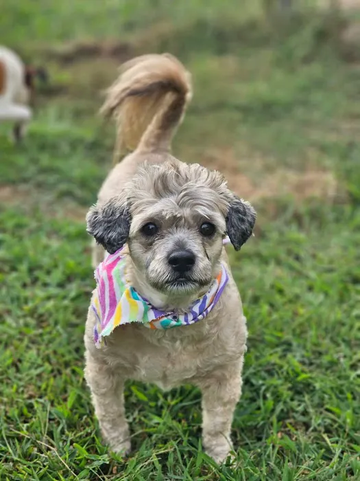 Wolftever Pet Wellness Group | East Hamilton Picture 5