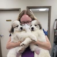 Wolftever Pet Wellness Group | East Hamilton ico