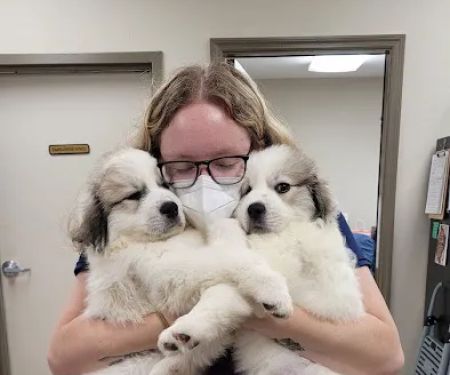 Wolftever Pet Wellness Group | East Hamilton