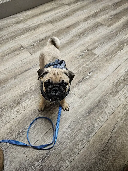 Wolftever Pet Wellness Group | East Hamilton Picture 4