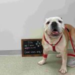 Highland Veterinary Center