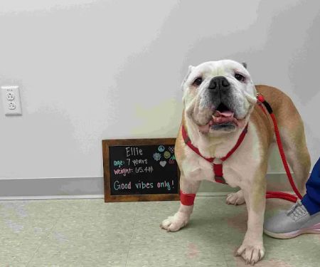 Highland Veterinary Center