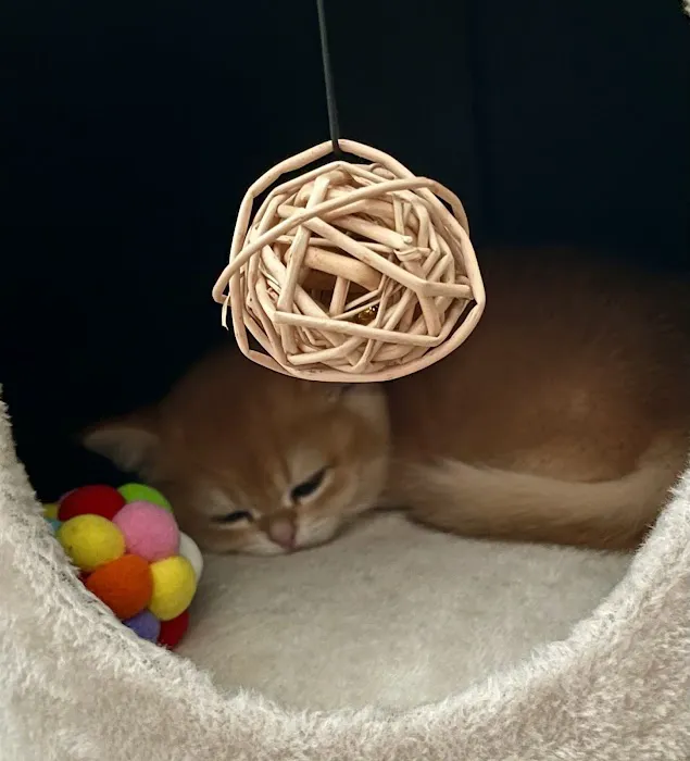 AristoCatMeow Cattery Picture 1