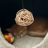 AristoCatMeow Cattery ico