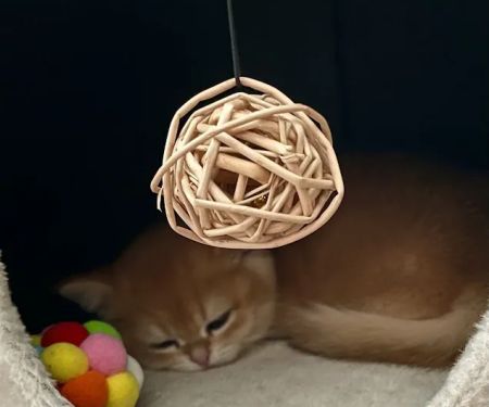 AristoCatMeow Cattery