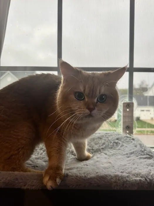 AristoCatMeow Cattery Picture 2