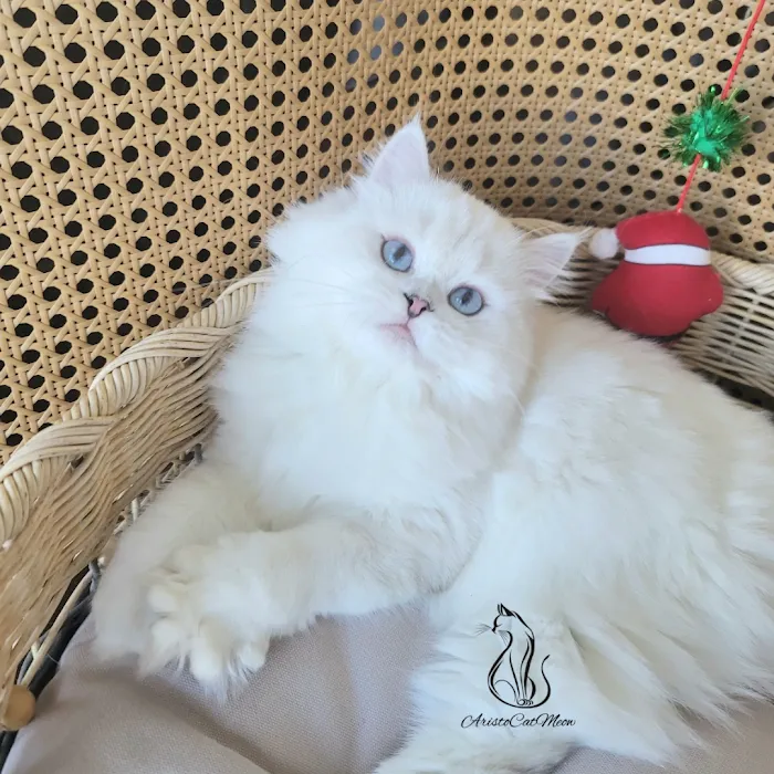 AristoCatMeow Cattery Picture 5