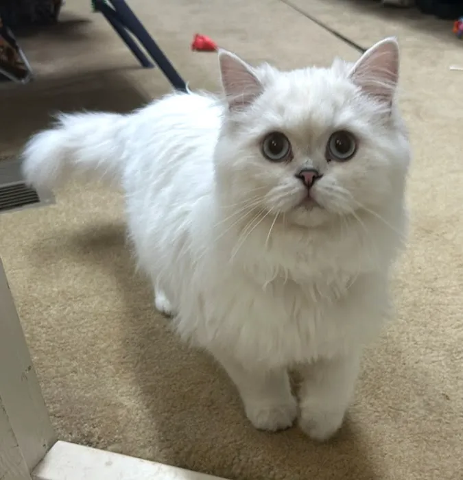 AristoCatMeow Cattery Picture 3