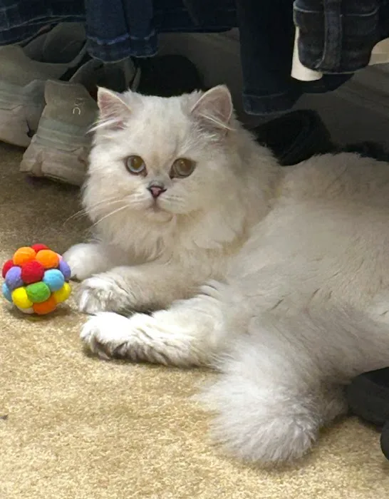 AristoCatMeow Cattery Picture 4