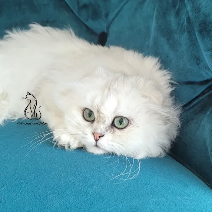 AristoCatMeow Cattery Picture 6