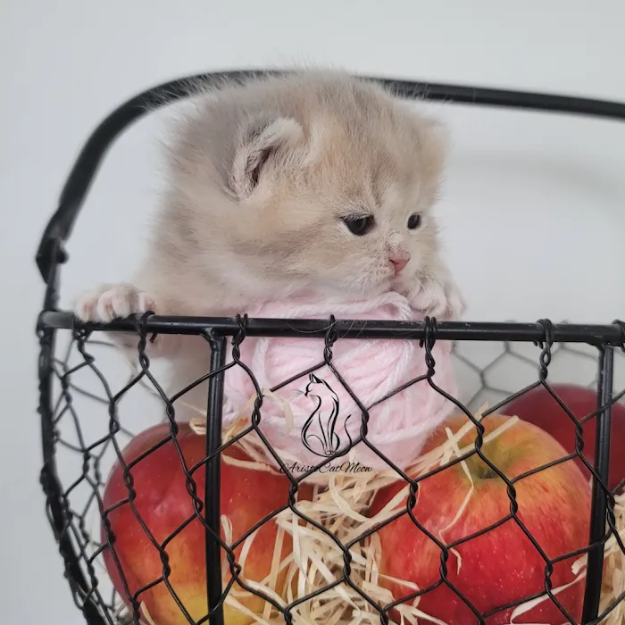 AristoCatMeow Cattery Picture 7
