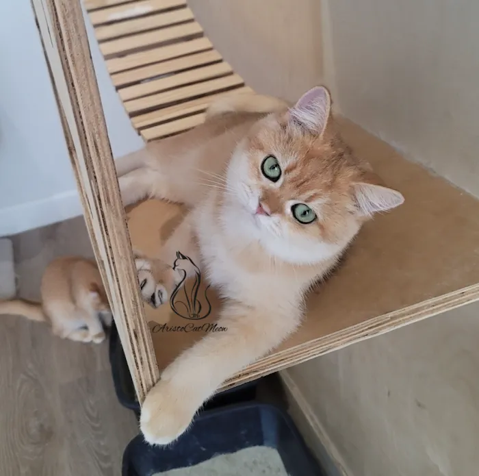 AristoCatMeow Cattery Picture 10