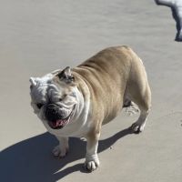 Veterinary Ophthalmology Services, Chattanooga ico