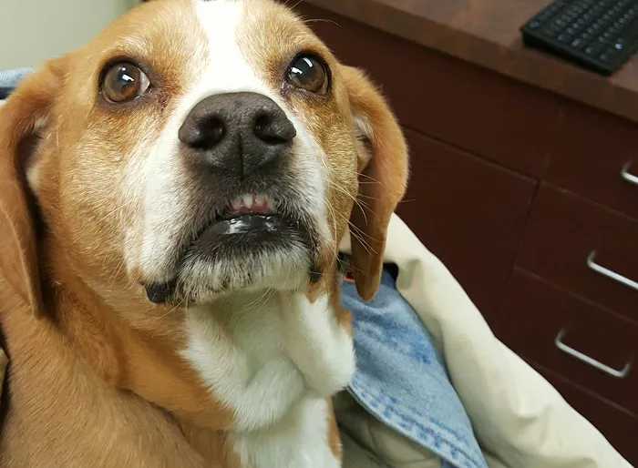 Animal Clinic East Picture 5
