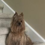 East Brainerd Animal Hospital