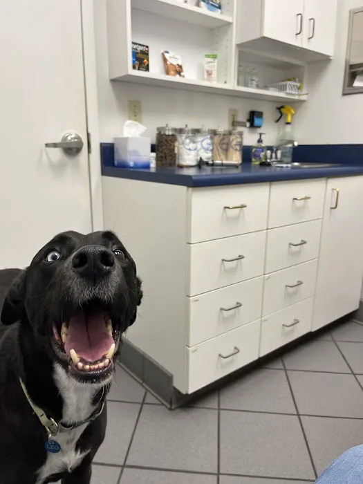East Brainerd Animal Hospital Picture 6