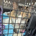 Tennessee Valley Veterinary Clinic