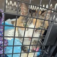 Tennessee Valley Veterinary Clinic ico