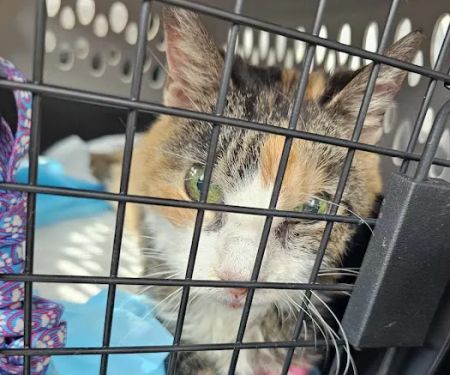 Tennessee Valley Veterinary Clinic