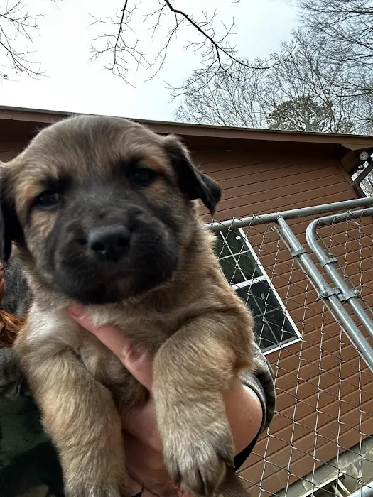 New Hope Pet Vet Picture 8