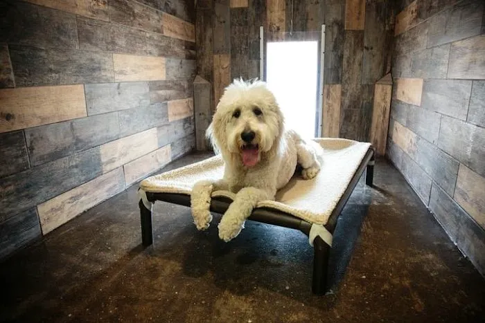 New Hope Pet Vet Picture 3
