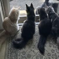 Whisker Works ico