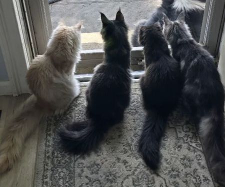Whisker Works