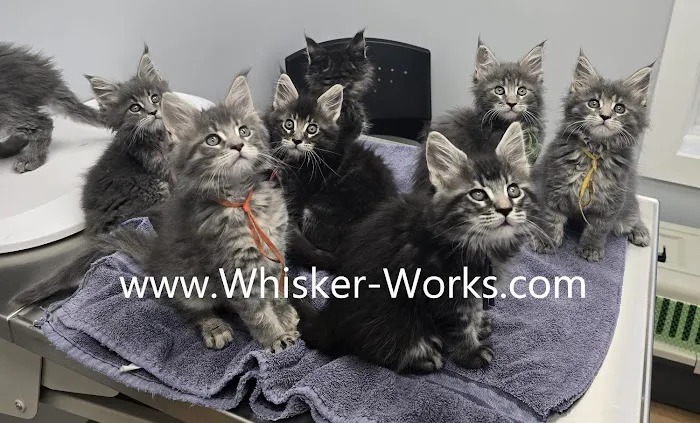 Whisker Works Picture 2