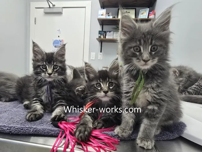 Whisker Works Picture 7