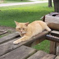 Main Street Animal Clinic ico
