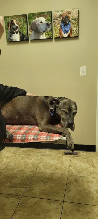 Main Street Animal Clinic Picture 3