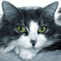 Associated Veterinary Clinic ico