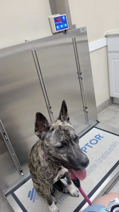 Associated Veterinary Clinic Picture 5